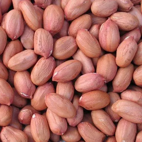 bold peanut