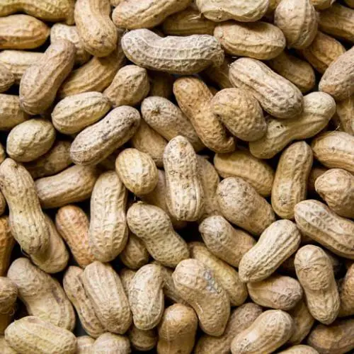 Bold peanut with shell