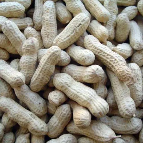 Java peanut with shell